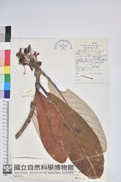 凸尖杜鵑藏品圖，第1張