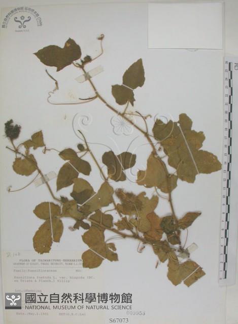 毛西番蓮藏品圖，第1張