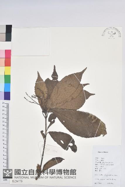 羽脈山麻桿藏品圖，第1張