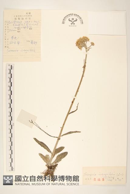 狗舌草藏品圖，第1張