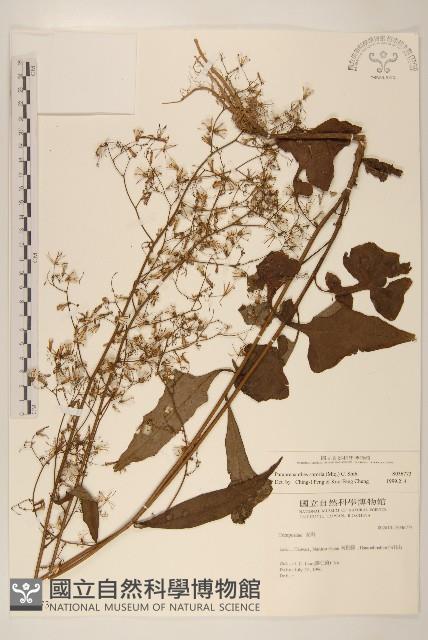 山苦藚、假福王草藏品圖，第1張