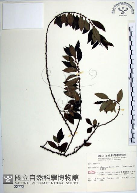 水雞油藏品圖，第1張