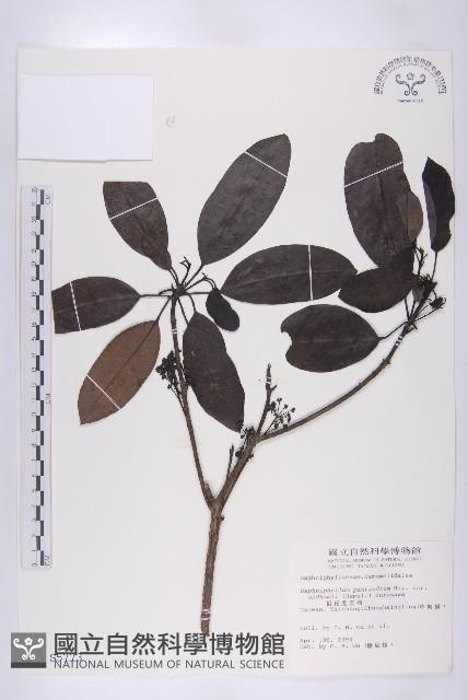 俄氏虎皮楠藏品圖，第1張