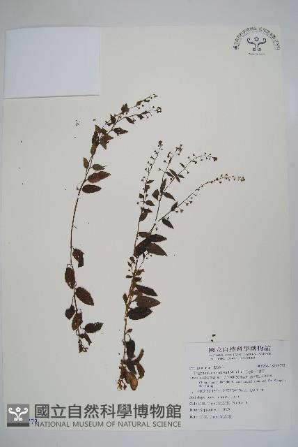 狹葉附地菜藏品圖，第1張