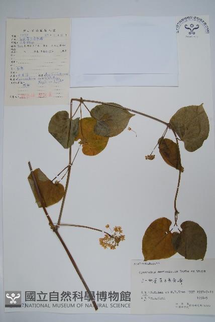 牛皮消藏品圖，第1張