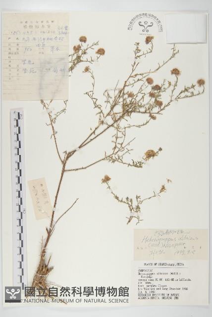 阿爾泰狗哇花藏品圖，第1張