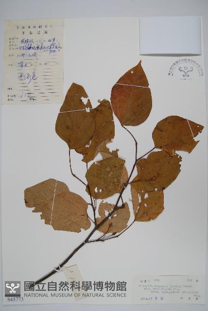 登錄號:S045773藏品圖，第1張