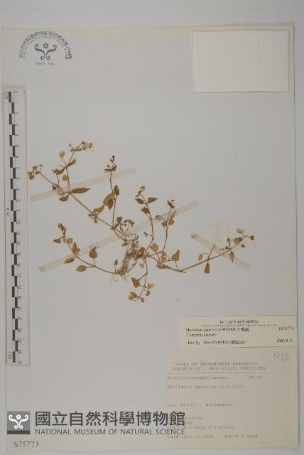 牛繁縷藏品圖，第1張