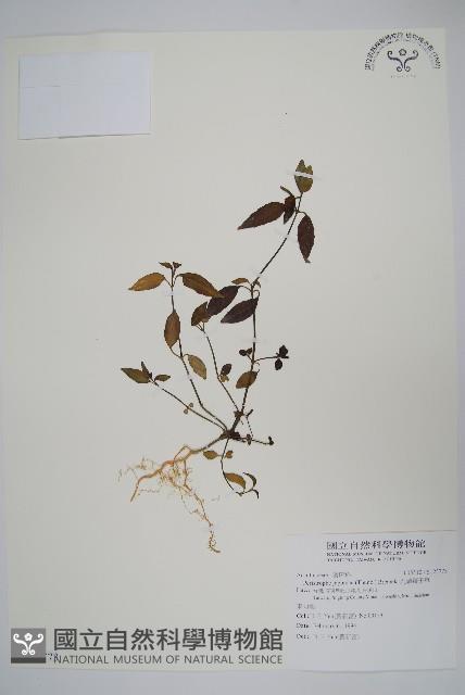 九頭獅子草藏品圖，第1張