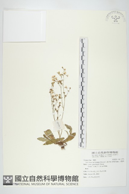 刀傷草藏品圖，第1張