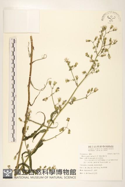 鵝仔草藏品圖，第1張