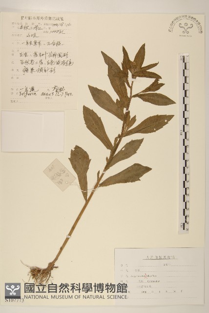 白頂飛蓬藏品圖，第1張