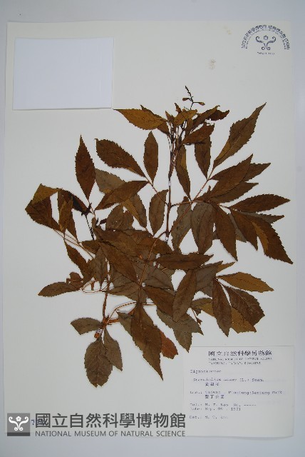 黃鐘花藏品圖，第1張