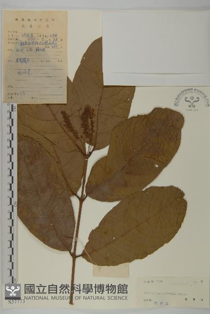 風車子藏品圖，第1張