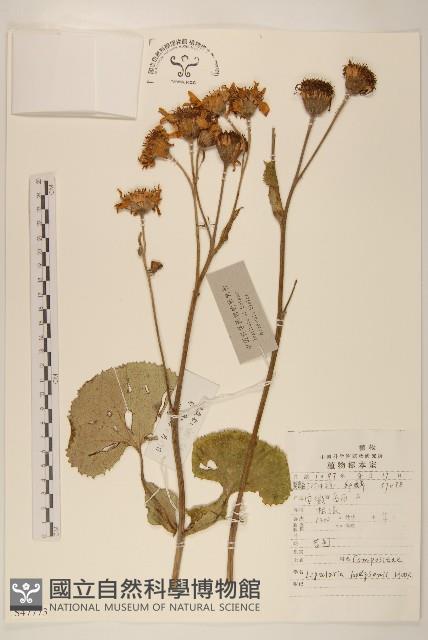 齒葉橐吾藏品圖，第1張