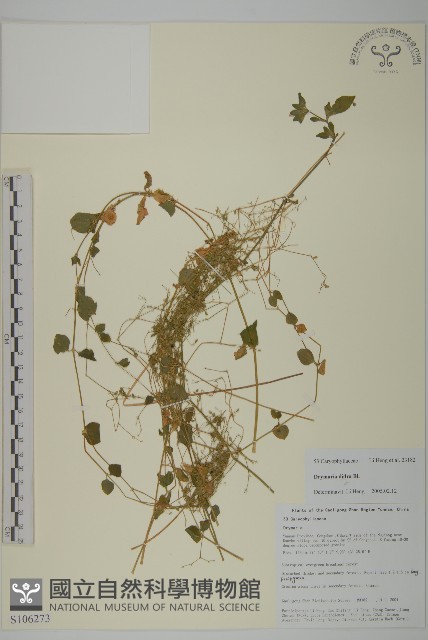 荷蓮豆草、菁芳草藏品圖，第1張
