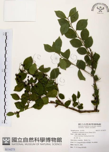 灰木藏品圖，第1張