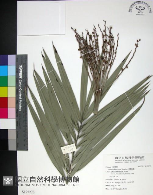 台灣海棗藏品圖，第1張