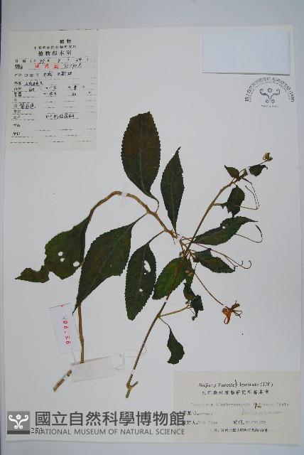 睫毛萼鳳仙花藏品圖，第1張