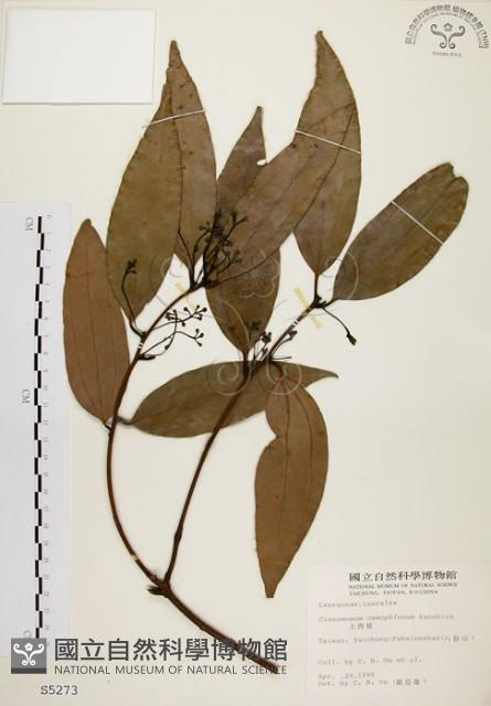 土肉桂藏品圖，第1張