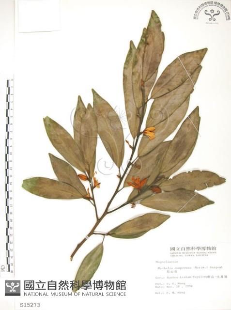 烏心石藏品圖，第1張