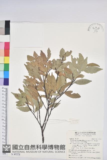 長尾尖葉櫧藏品圖，第1張