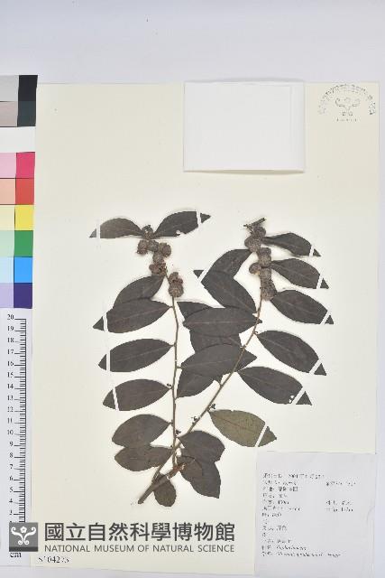 紅毛饅頭果藏品圖，第1張