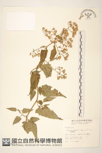 蔓黃菀藏品圖，第1張