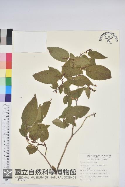 南燭藏品圖，第1張