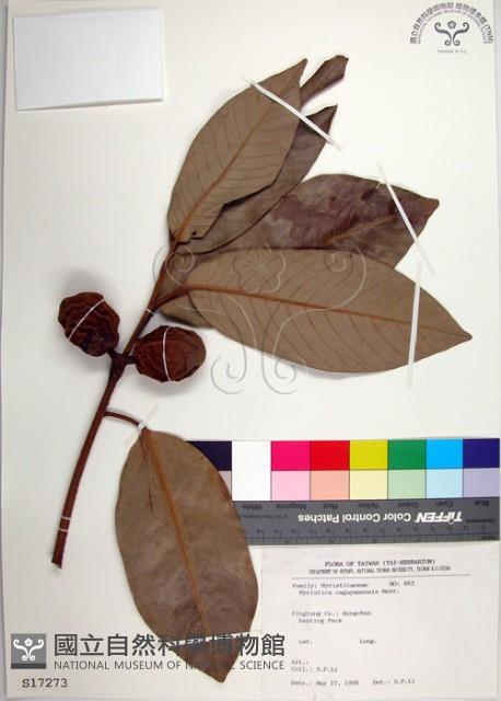 蘭嶼肉豆蔻藏品圖，第1張