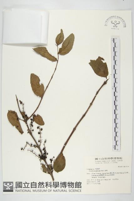 馬桑藏品圖，第1張