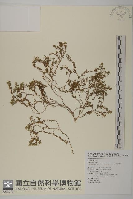 石胡荽、吐金草藏品圖，第1張