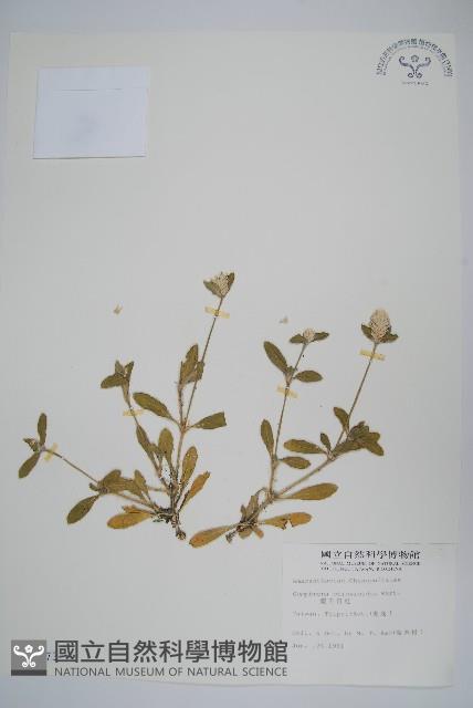 假千日紅藏品圖，第1張