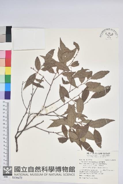 巒大越橘藏品圖，第1張