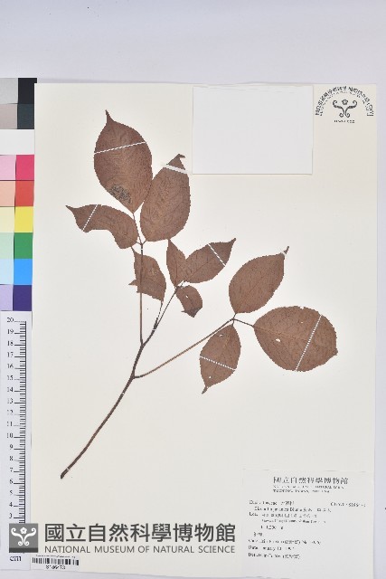 茄苳、重陽木藏品圖，第1張