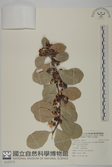蘭嶼裸實藏品圖，第1張