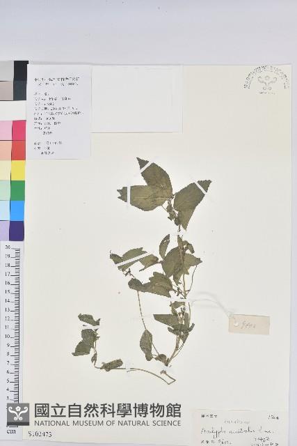 鐵莧菜藏品圖，第1張