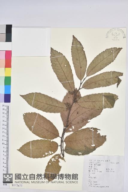 茅栗藏品圖，第1張