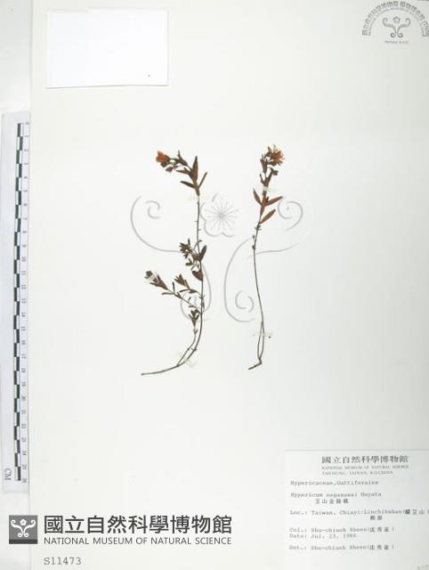 玉山金絲桃藏品圖，第1張