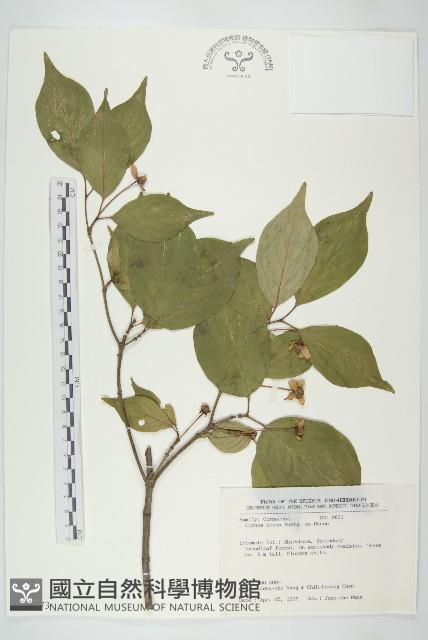 四照花藏品圖，第1張