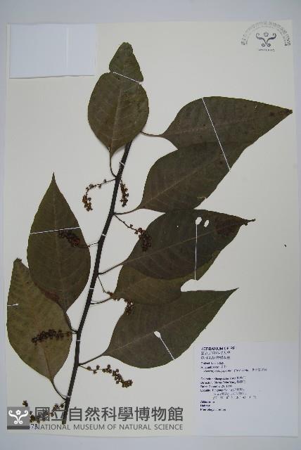 多子漿果莧藏品圖，第1張