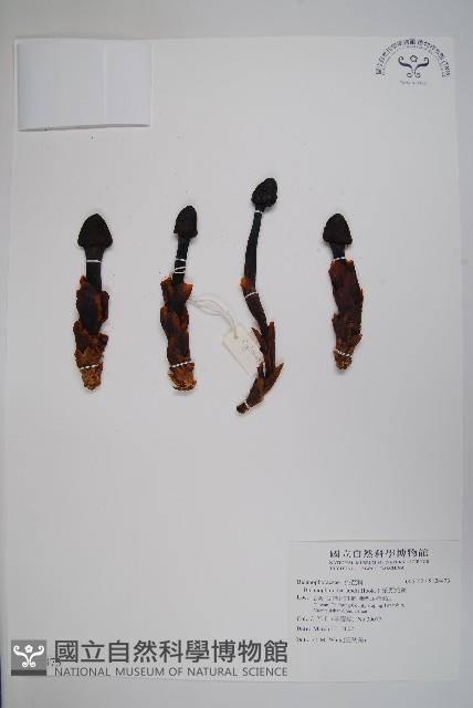 筆頭蛇菰藏品圖，第1張