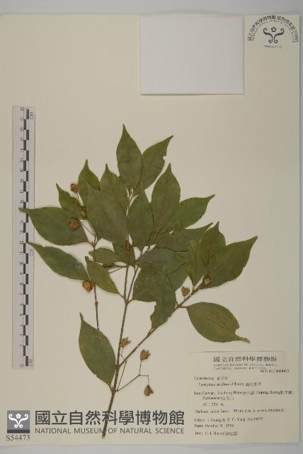 大丁黃藏品圖，第1張