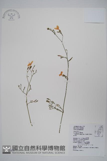 槍刀菜藏品圖，第1張