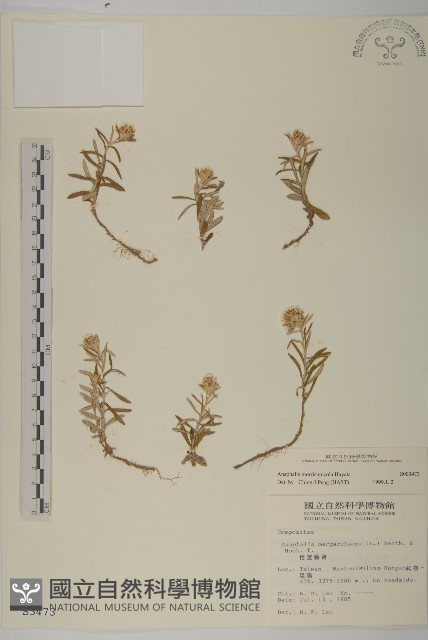 玉山抱莖籟簫藏品圖，第1張