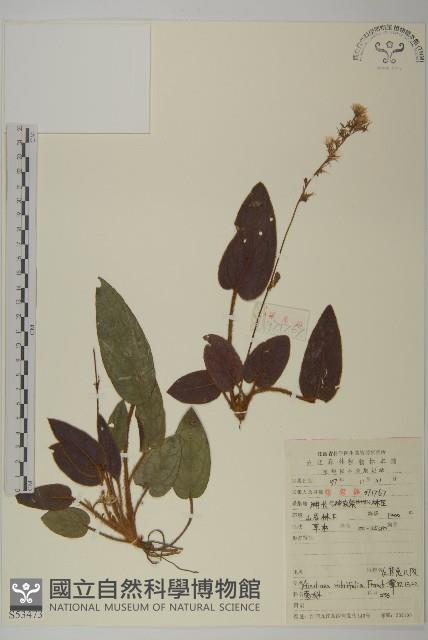 紅背兔耳風藏品圖，第1張