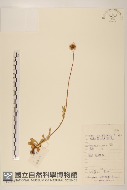 短薴飛蓬藏品圖，第1張