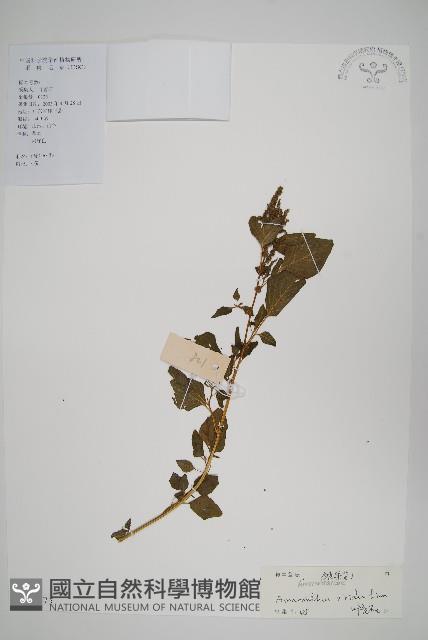 野莧菜藏品圖，第1張