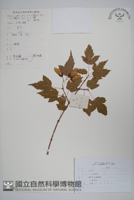 梣葉槭藏品圖，第1張