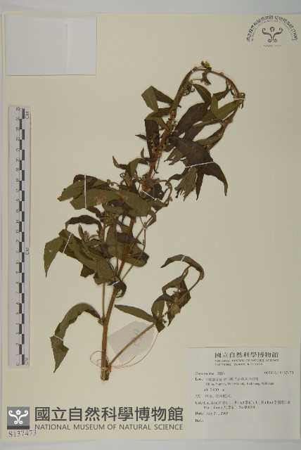 登錄號:S137473藏品圖，第1張